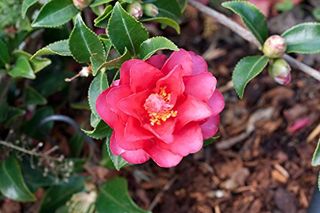 (1) - Shishi Gashira Camellia Sasanqua - Starter Plant (LG) (1 Plant)