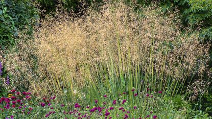 Stipa gigantea in a garden border