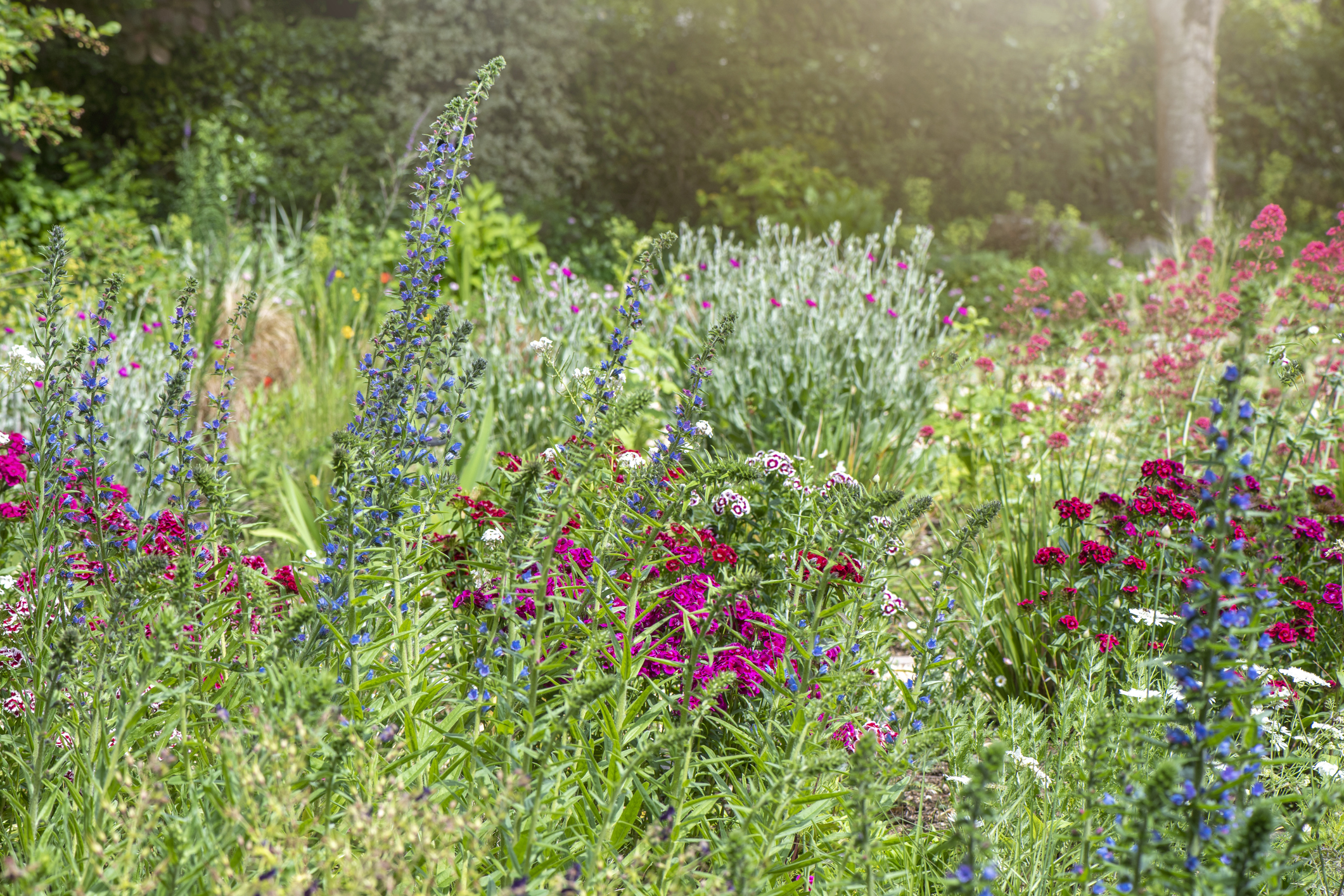 Creating a natural garden screen with summer flowers