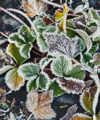frosted strawberry leaves in garden