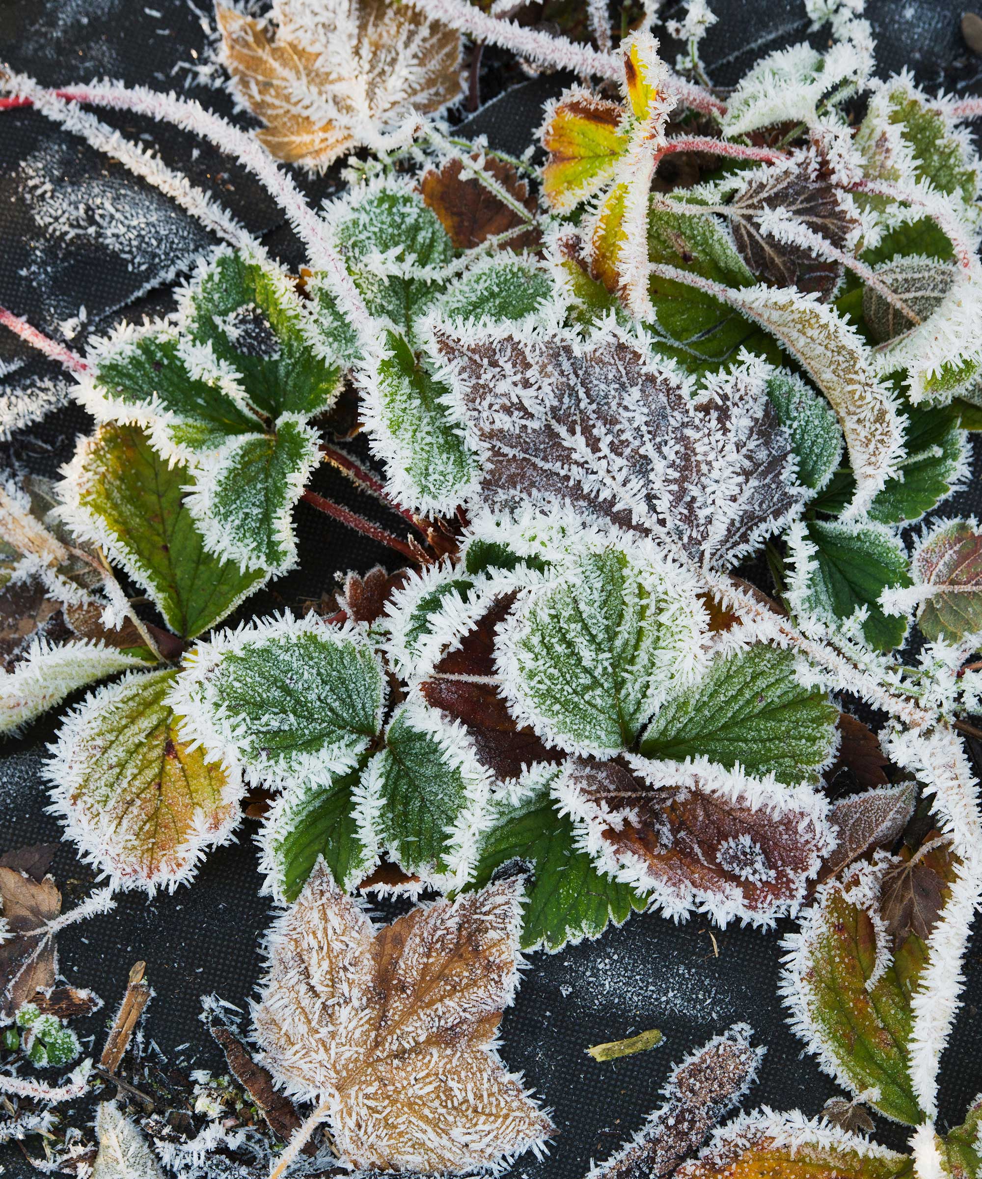 how-to-winterize-strawberry-plants-top-tips-gardeningetc