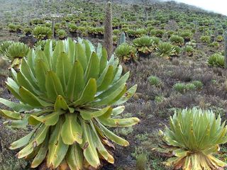 Mount Kenya Natural Park
