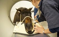 ct-scanner-horses-head.jpg