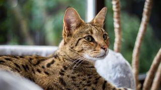 Savannah cat