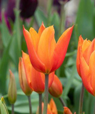 orange tulip 'Ballerina' in bloom