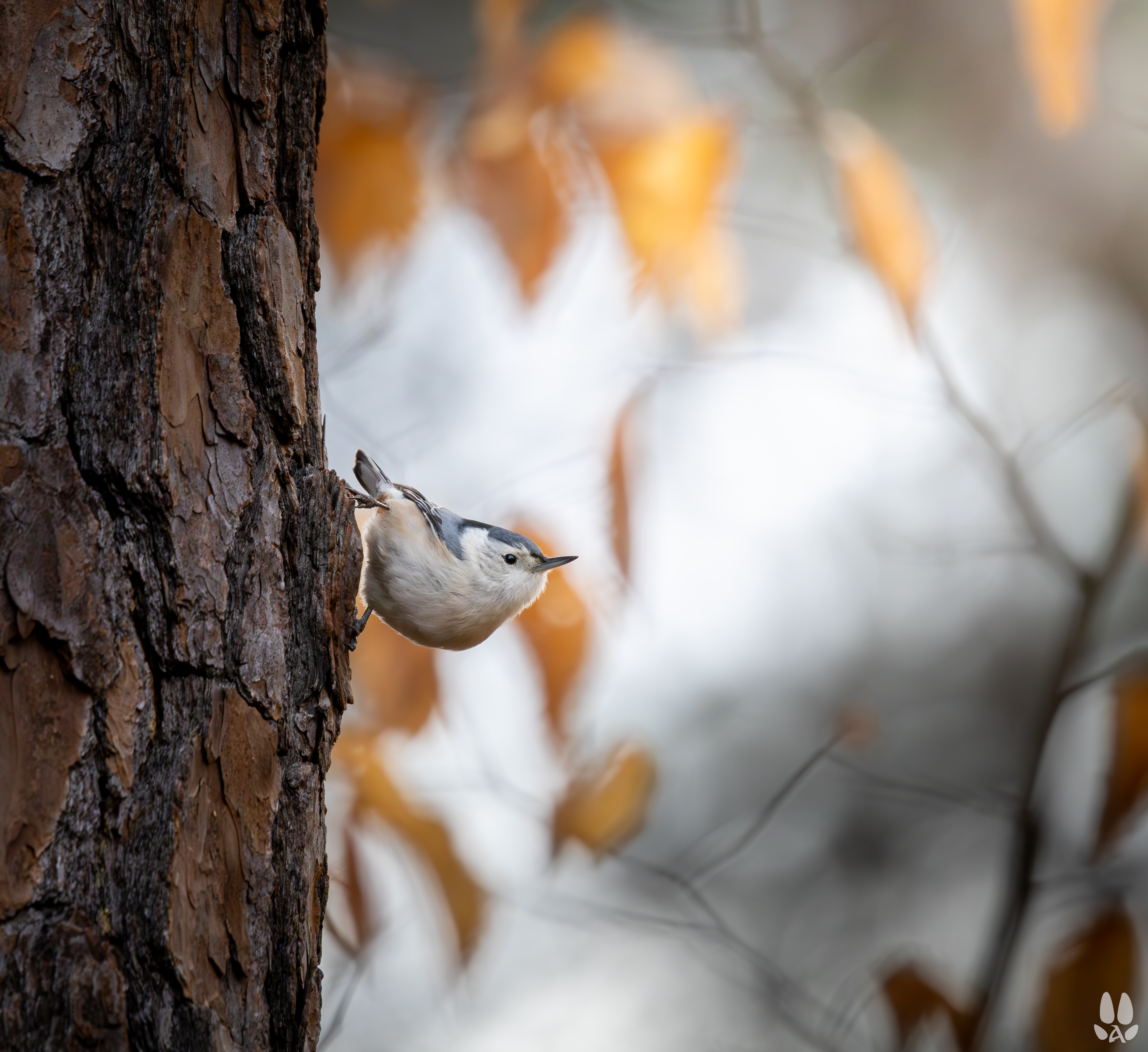 GuruShots - Nature&rsquo;s Masterpiece 2026