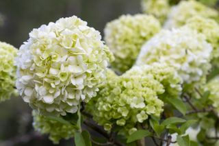 A bunch of Hydrangea flowers on the bush