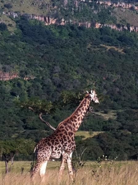 A giraffe seen during a MTB ride.