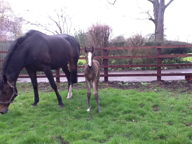 Mill Law foal X Primitive Jem