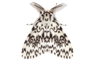 guide to identifying british moths