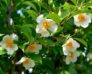 White flowers of Japanese Stewartia tree