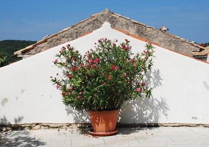 Large Oleander Plant Growing In A Container