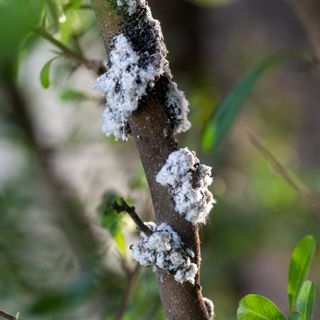 Woolly aphids on tree branch, an example of a common garden plant pest infestation