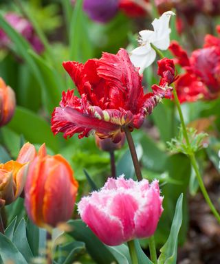 colorful tulip bulbs