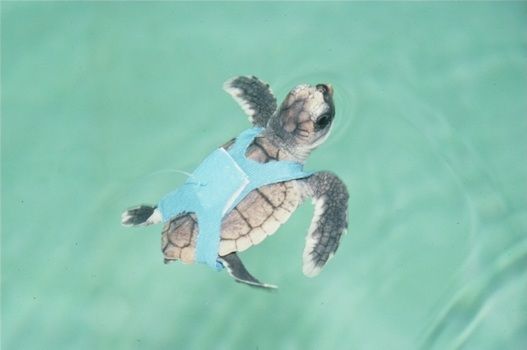 Loggerhead hatchling