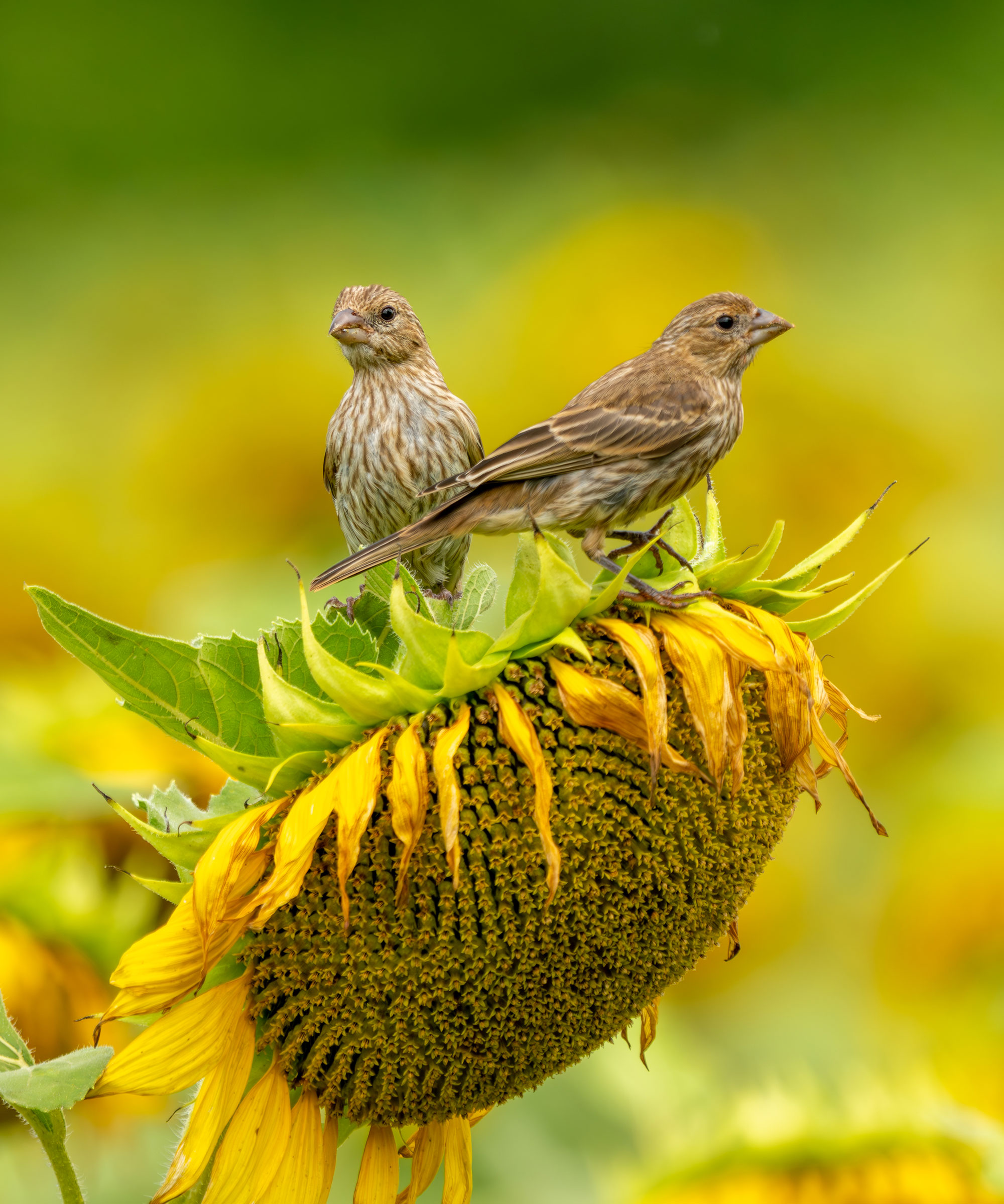 sunflower seed heads with garden bird perched on it