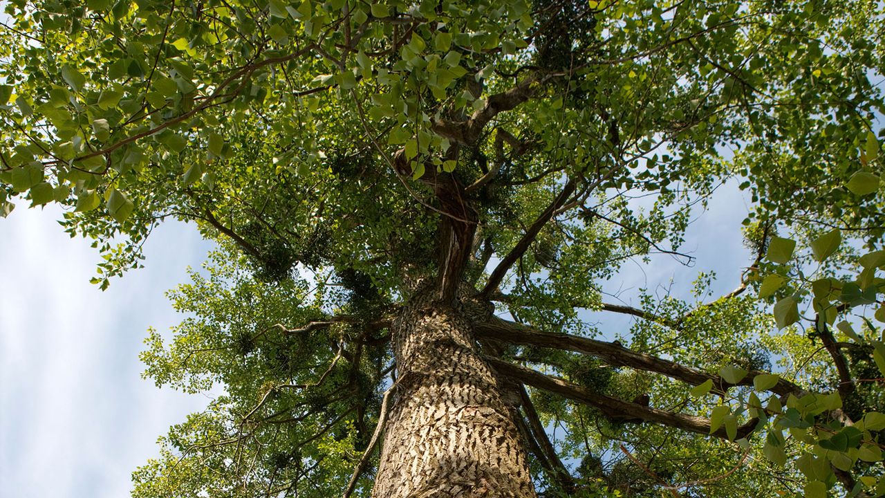 trunk and foliage of a balm of gilead tree, also known as Populus x Jackii