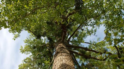 Knitted tree trunk cover hi-res stock photography and images - Alamy