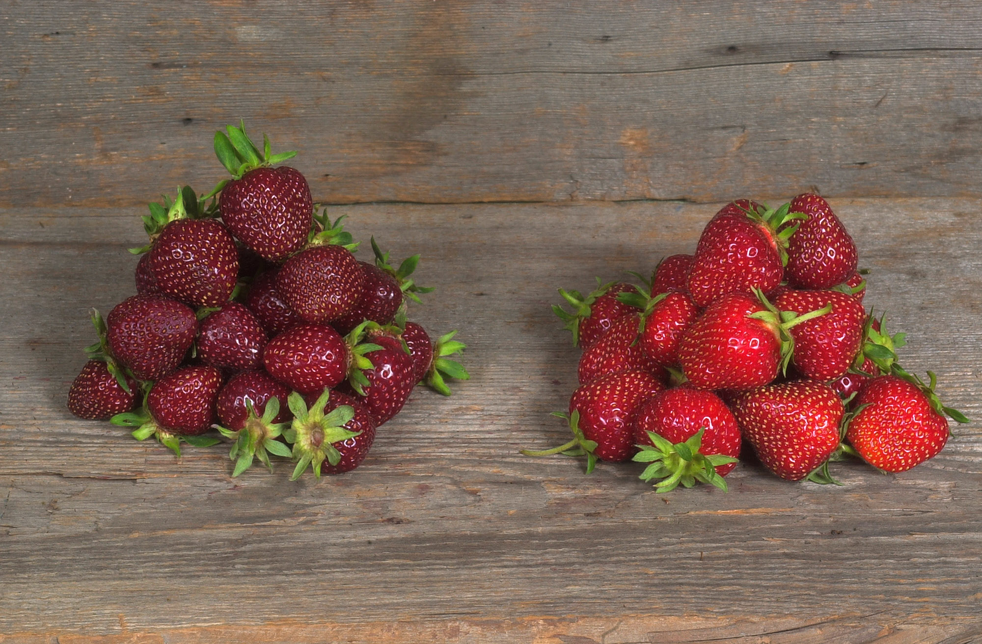 purple strawberries