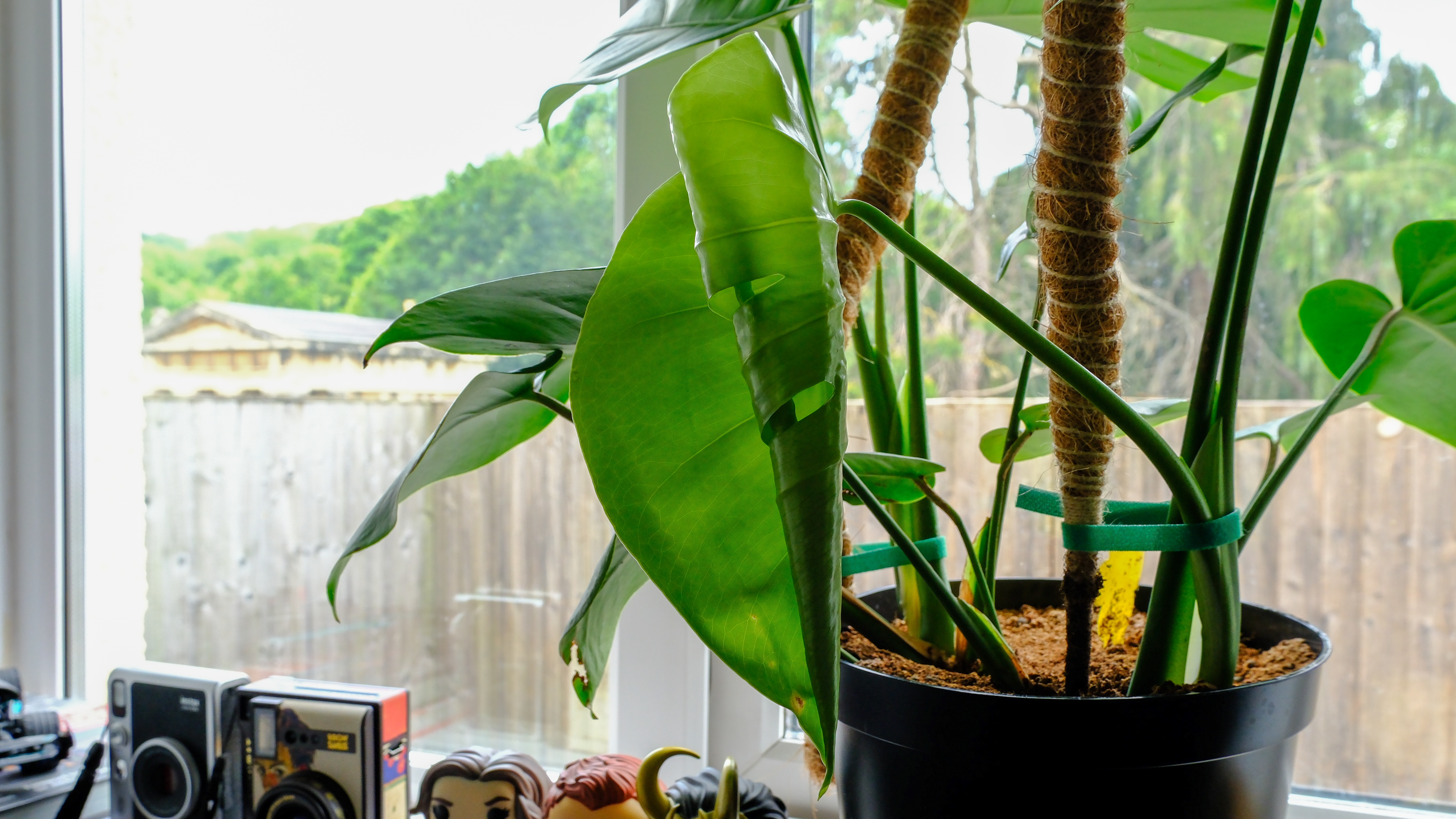 A healthy adult monstera