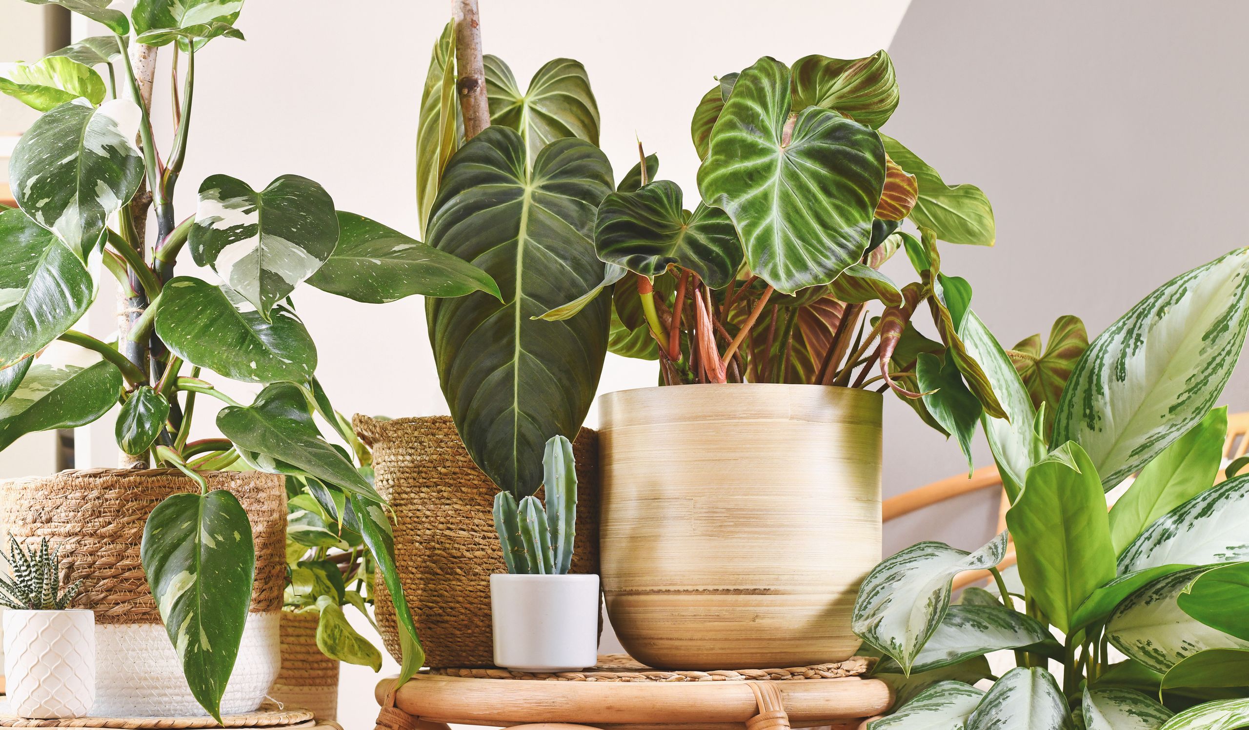 black heart philodendron Philodendron Black Billietiae