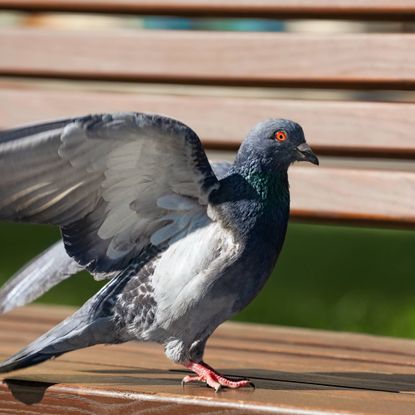 Pigeon flapping wings on bench