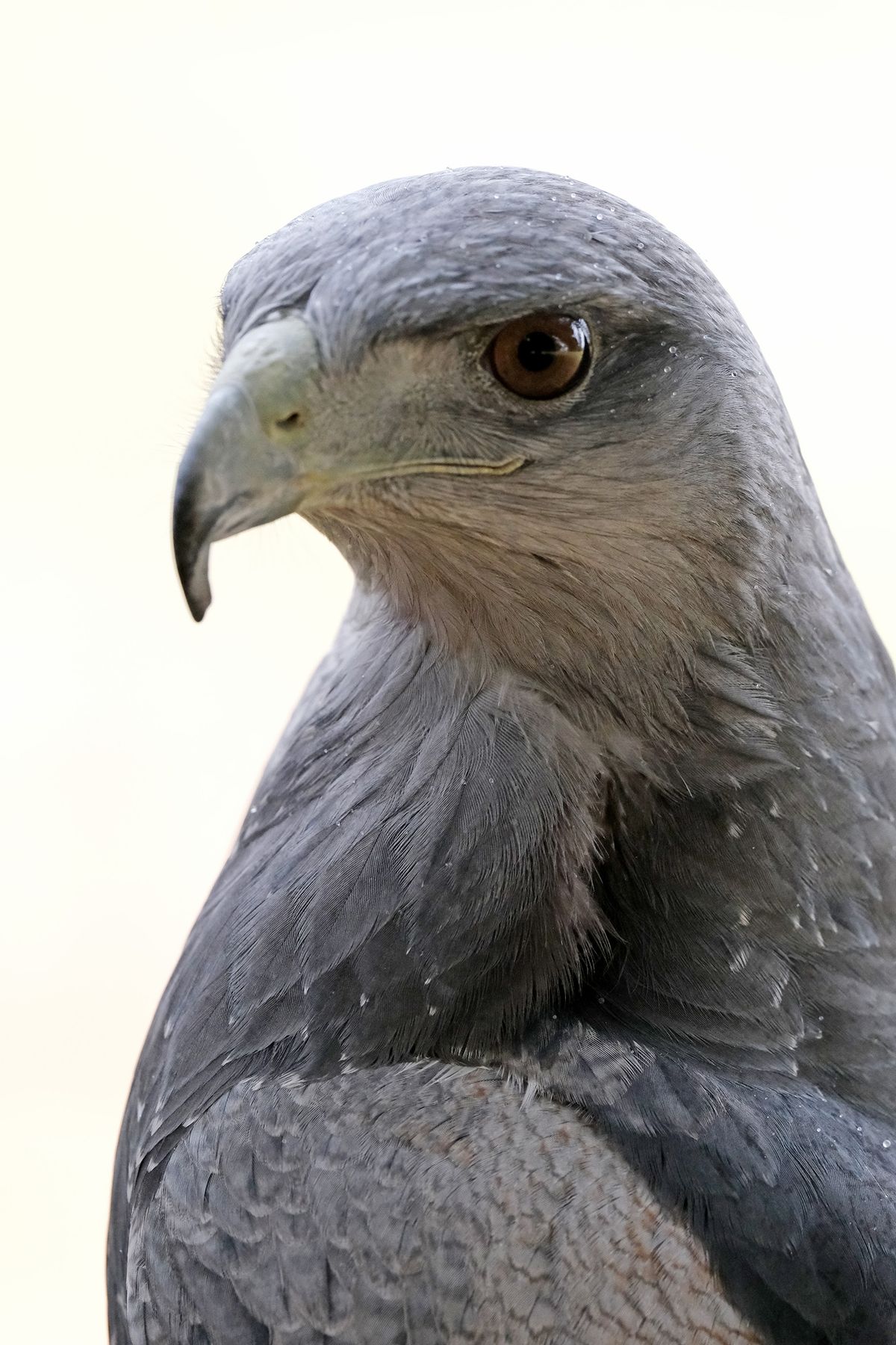 Fujifilm XF 400mm F4.5 R LM OIS WR sample image