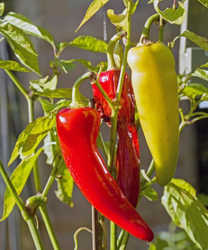 When to harvest banana peppers: 5 expert tips | Homes and Gardens