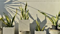 Snake plants outside in cement containers against brick wall in end-of-day sunshine with long shadows behind