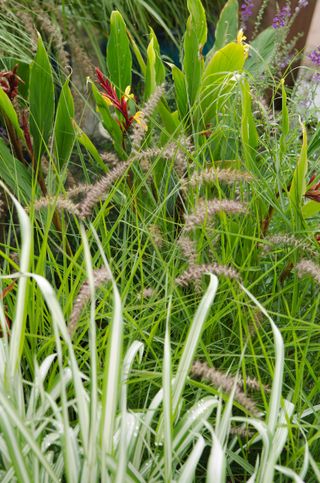 feathery spikes of fountain grass Pennisetum ‘Fairy Tails’