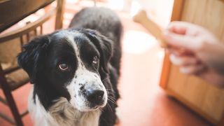 Border collie getting a healthy dog treat