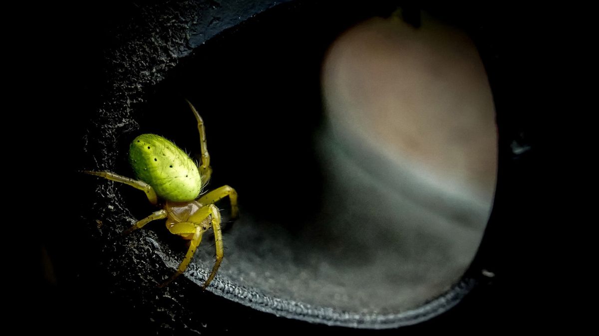 Stunning image of spider scoops Scottish Nature Photography Awards 2022
