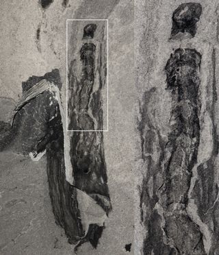 Detail of Oesia inside Margaretia fossil.