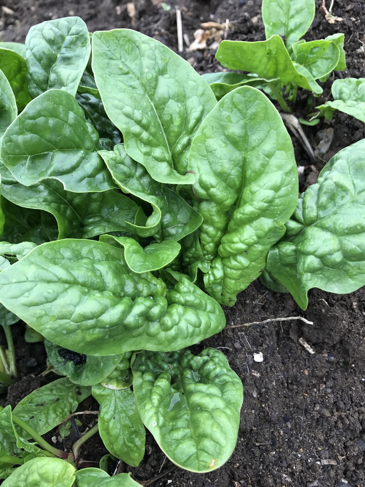 How to grow spinach your goto growing guide Gardeningetc