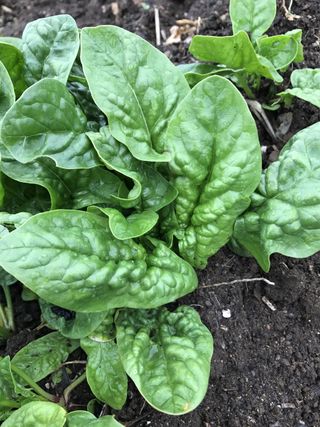Bloomsdale spinach