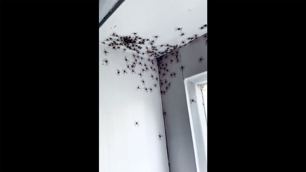 Hundreds of ‘highly cannibalistic’ spiders invade Australia’s teen room