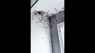 Two of the room's corners were teeming with skittering spiderlings.