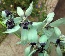 Turquoise Ixia Viridiflora Plants