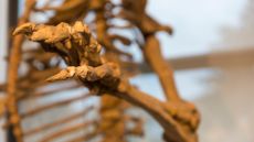 a close-up of a bear skeleton