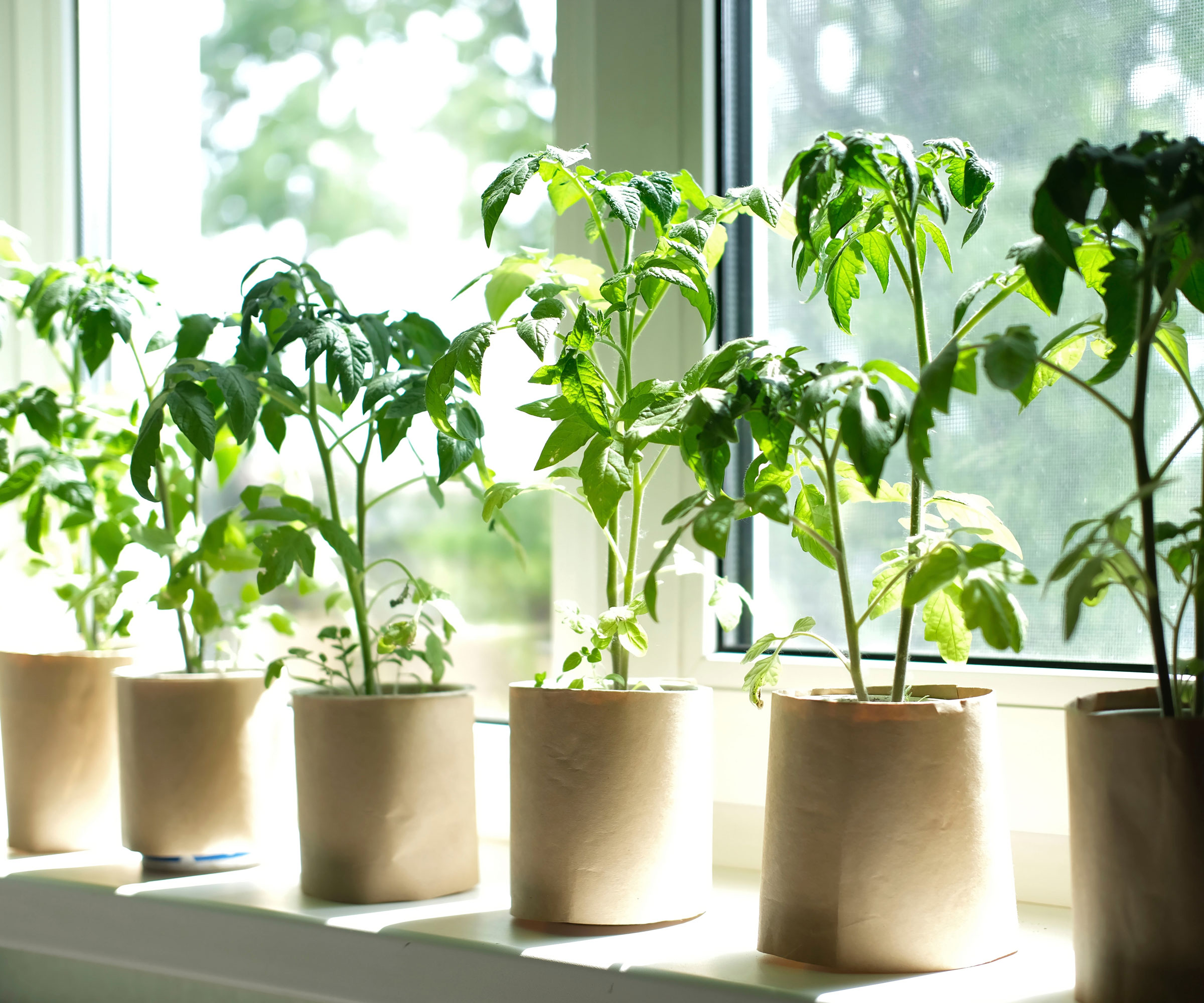 tomato seedlings in pots at windowsill
