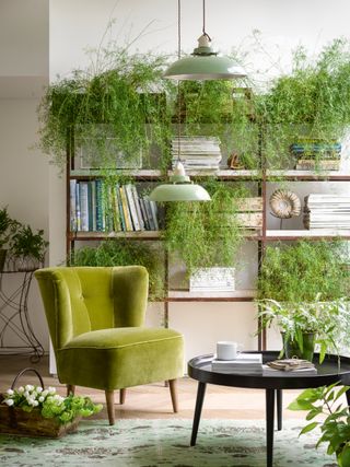 Ferns with a bookcase with circular coffee table and green accent chair