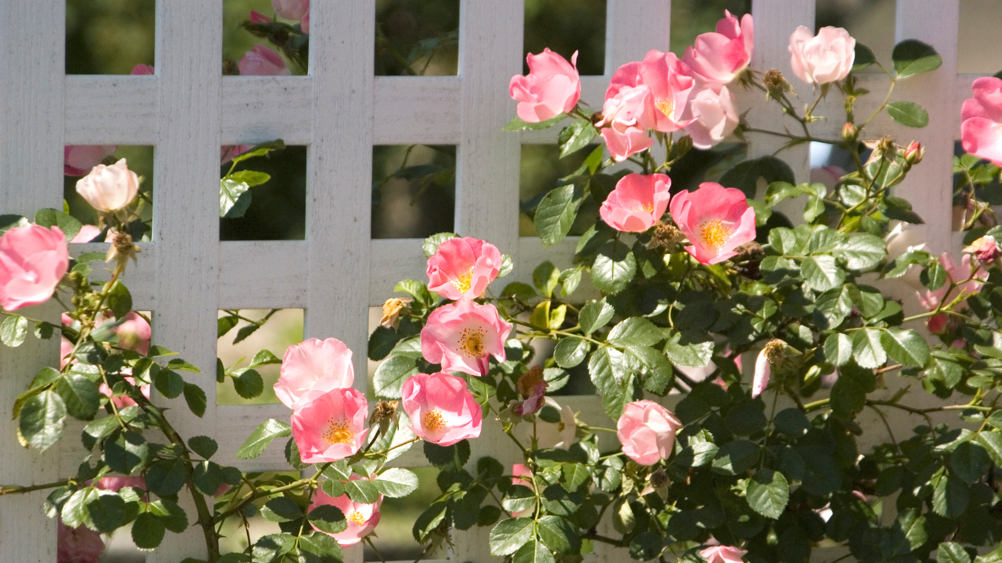 wild rose growing on white trellis