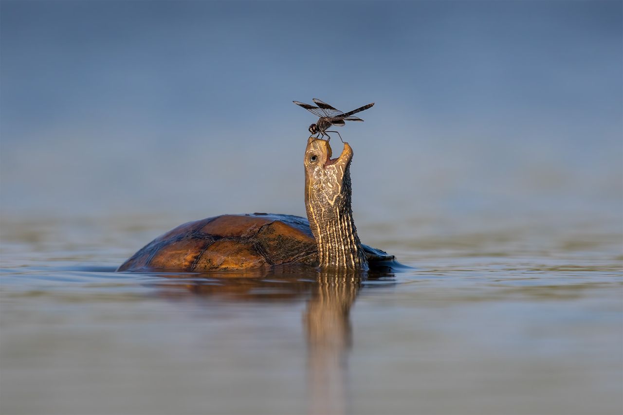 Turtle with dragonfly balanced on beak