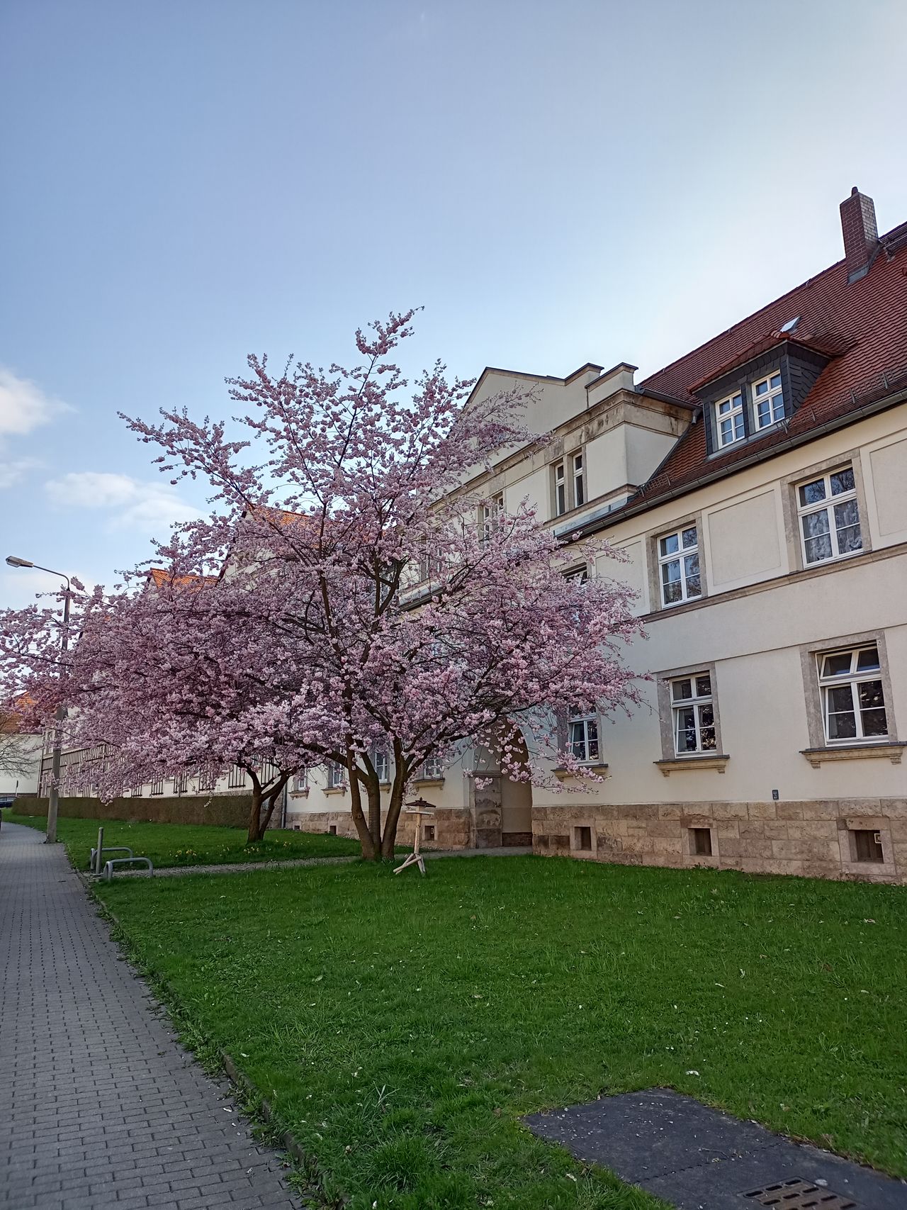 Kirschbaum