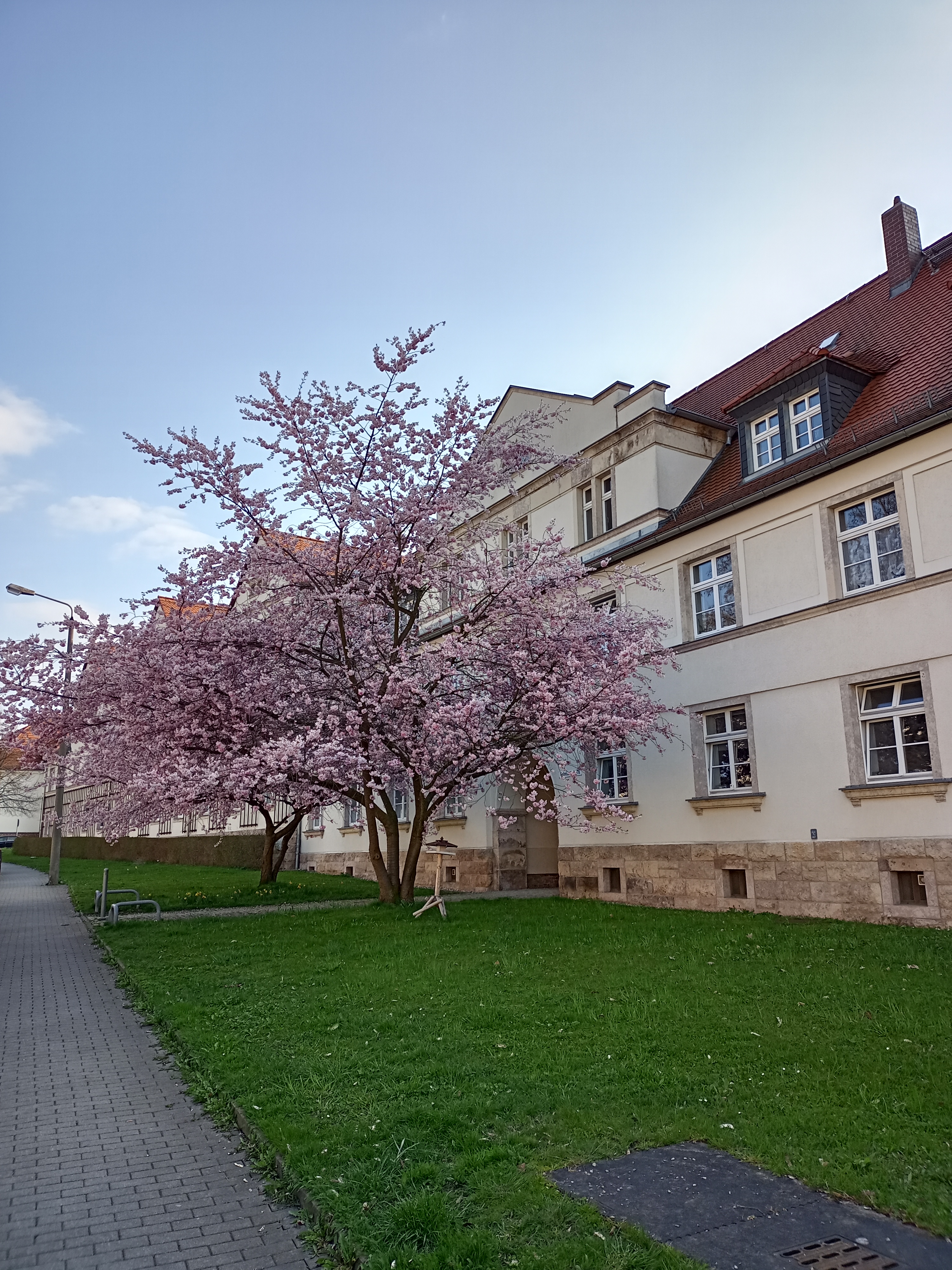 Kirschbaum