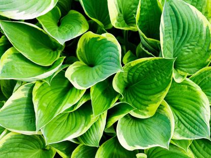 Hosta Plant