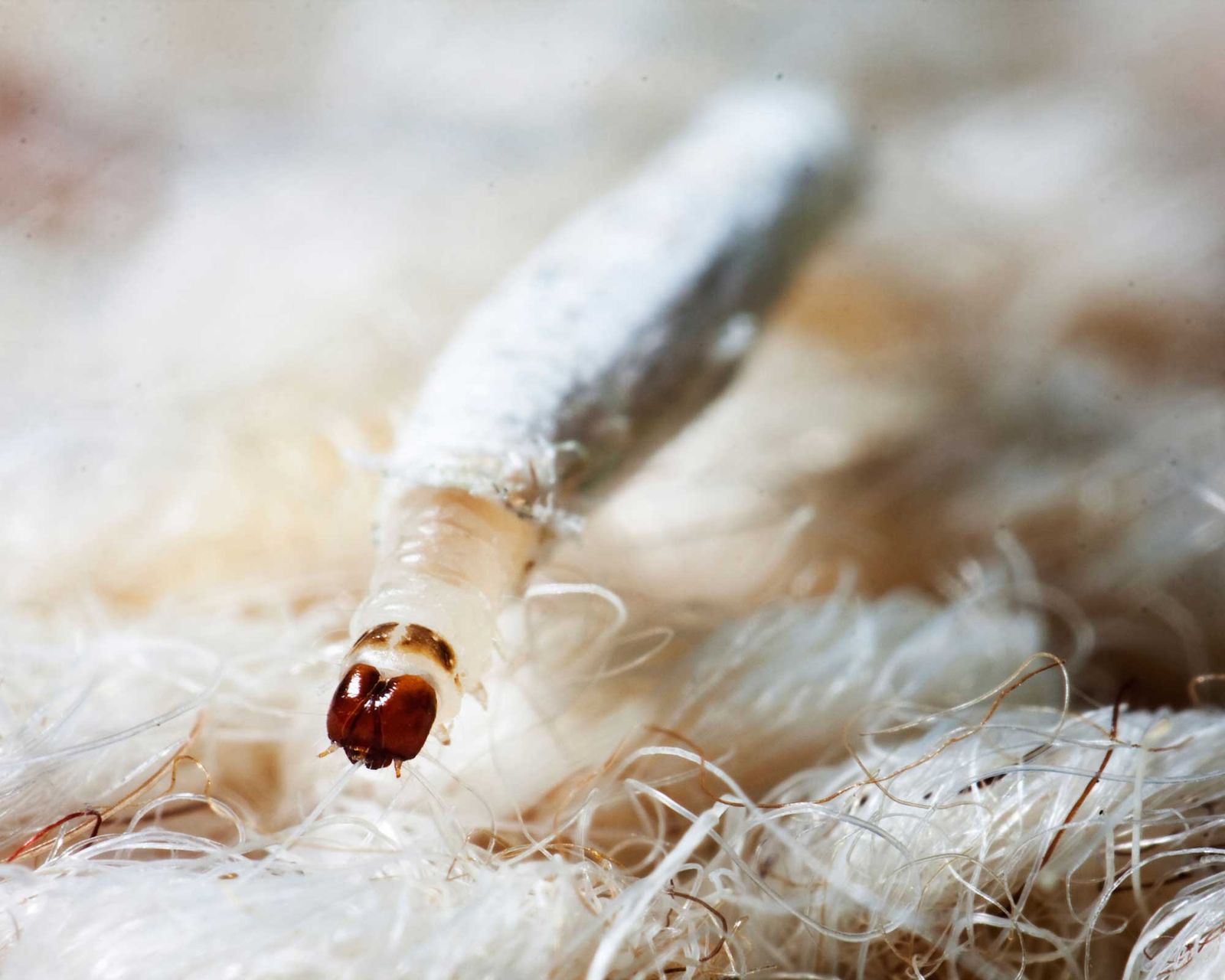 How to prevent moths in the closet 4 easy ways I have tried Homes