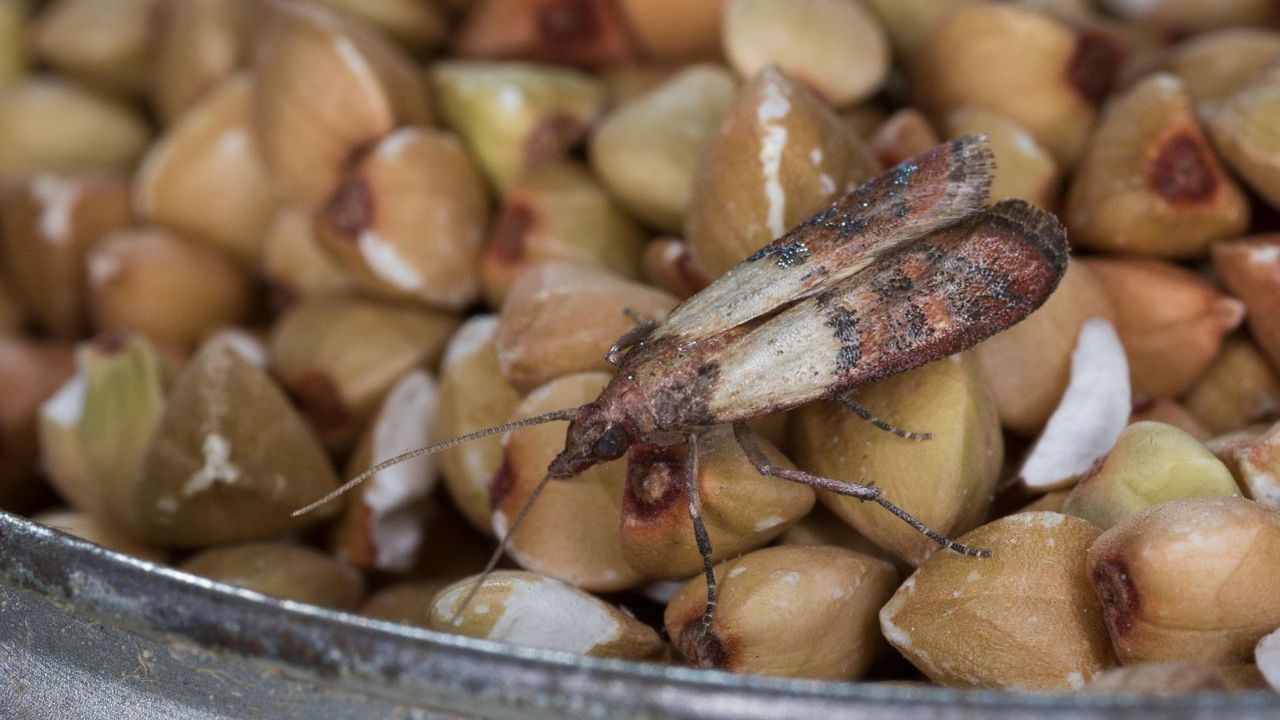 A pantry moth on a bowl of grains