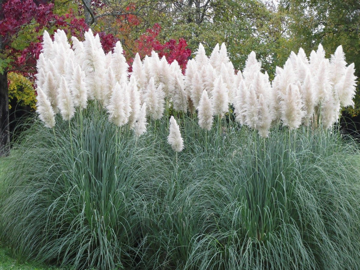 Tall Ornamental Grass