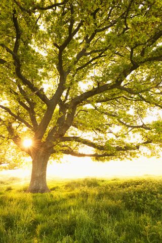 Tree with sun behind